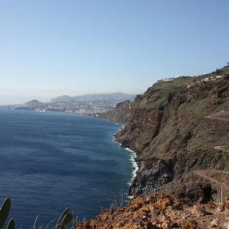 Echium Canico (Madeira)