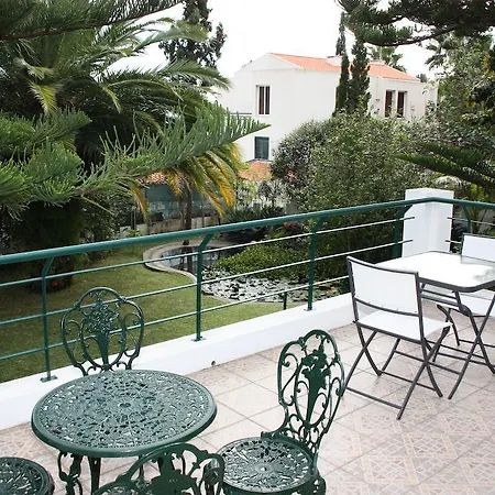 Echium Canico (Madeira)